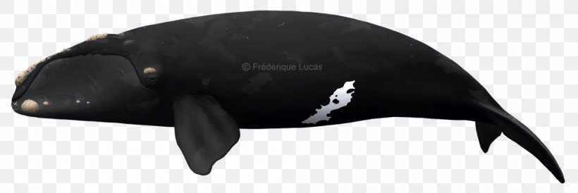 Marine Mammal North Pacific Right Whale North Atlantic Right Whale Southern Right Whale Killer Whale, PNG, 1000x335px, Marine Mammal, Animal, Animal Figure, Auto Part, Baleen Whale Download Free