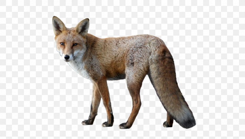 Red Fox Arctic Fox, PNG, 1200x685px, Red Fox, Arctic Fox, Carnivoran, Color, Coyote Download Free