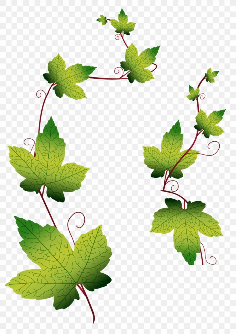 Leaf Grape Leaves, PNG, 2520x3559px, Leaf, Branch, Fruit, Grape, Grape Leaves Download Free