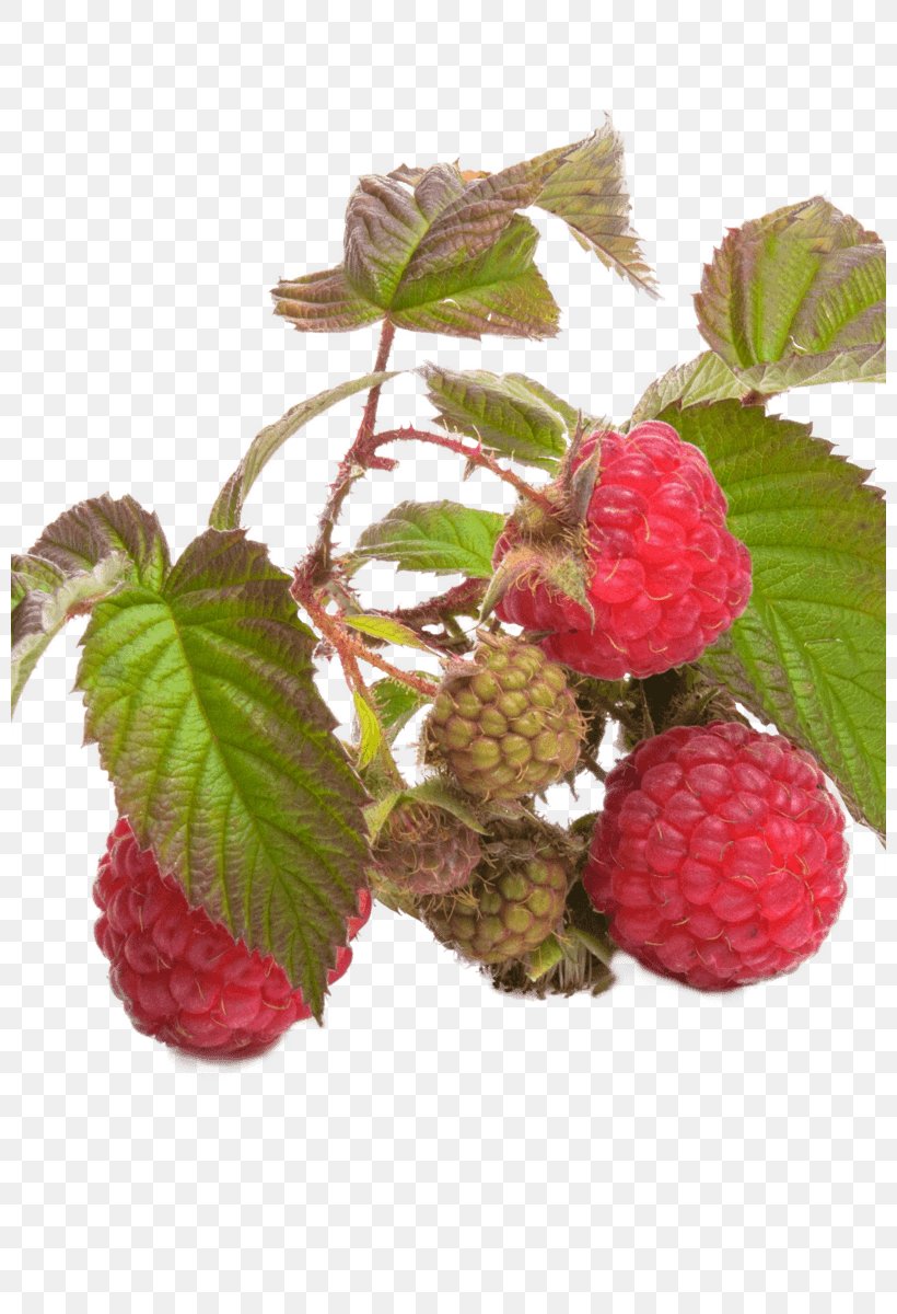 Red Raspberry Leaf Fruit Berries Tea, PNG, 800x1200px, Raspberry, Accessory Fruit, Berries, Berry, Blackberry Download Free