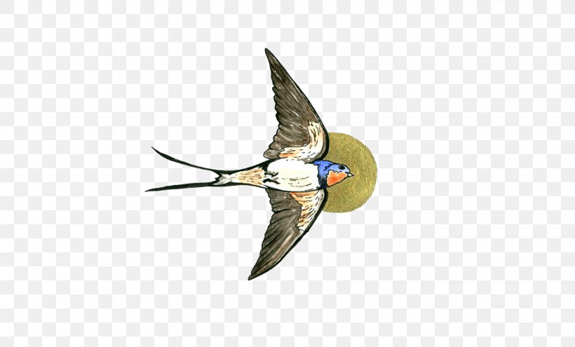 Beak Water Bird, PNG, 3254x1965px, Beak, Bird, Fauna, Water Bird, Wing Download Free