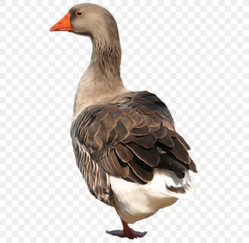 Duck Goose Grey Geese Bird, PNG, 511x800px, Duck, Animal, Beak, Bird, Digital Image Download Free