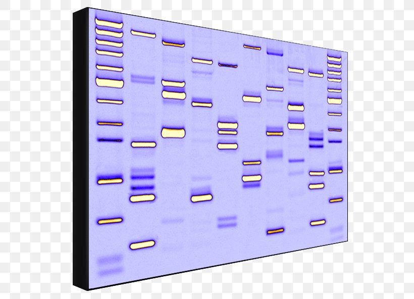 Dynamic DNA Labs Genetic Testing Work Of Art, PNG, 594x592px, Dna, Color, Eye Color, Gene, Genetic Testing Download Free