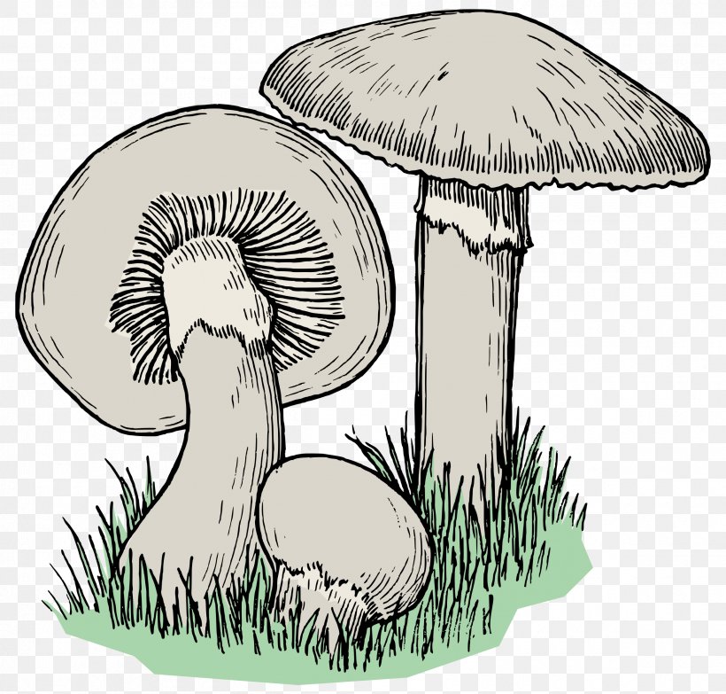 Edible Mushroom Drawing Graphics Image, PNG, 2400x2293px, Edible Mushroom, Agaricaceae, Art, Color, Coloring Book Download Free
