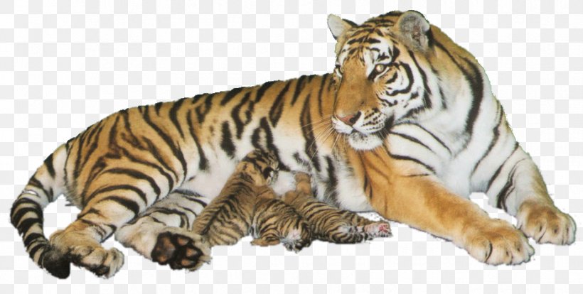 Tiger Wildlife Cat, PNG, 931x471px, Tiger, Animal, Big Cat, Big Cats, Carnivoran Download Free