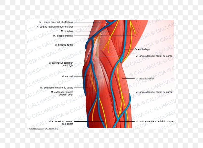 Anconeus Muscle Brachialis Muscle Muscular System Brachioradialis, PNG, 600x600px, Watercolor, Cartoon, Flower, Frame, Heart Download Free