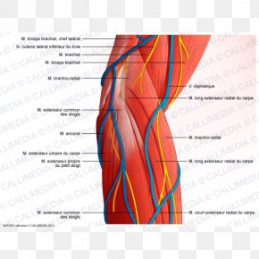 Dog Anatomy Muscle Muscular System, PNG, 1094x892px, Dog, Anatomia ...