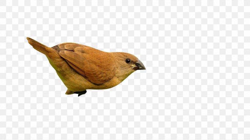 Bird Sparrow, PNG, 1920x1080px, Bird, Beak, Computer Network, Eurasian Tree Sparrow, Fauna Download Free