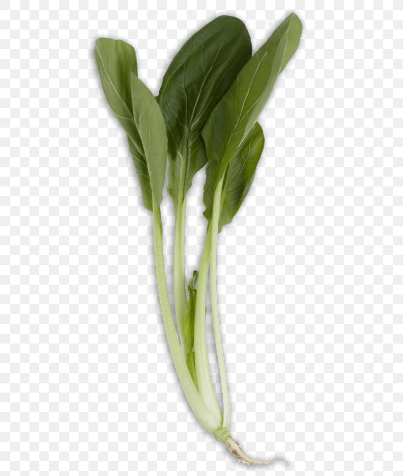 Chard Spring Greens Spinach Vegetable Komatsuna, PNG, 480x970px, Chard, Bargli Sabzavotlar, Bok Choi, Cabbage, Chinese Cabbage Download Free