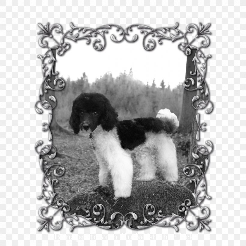 Poodle Schnoodle Cockapoo Puppy Dog Breed, PNG, 1200x1200px, Poodle, Black And White, Breed, Carnivoran, Cockapoo Download Free