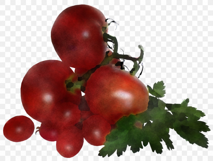 Tomato, PNG, 1280x968px, Bush Tomato, Berry, Biology, Cranberry, Datterino Tomato Download Free