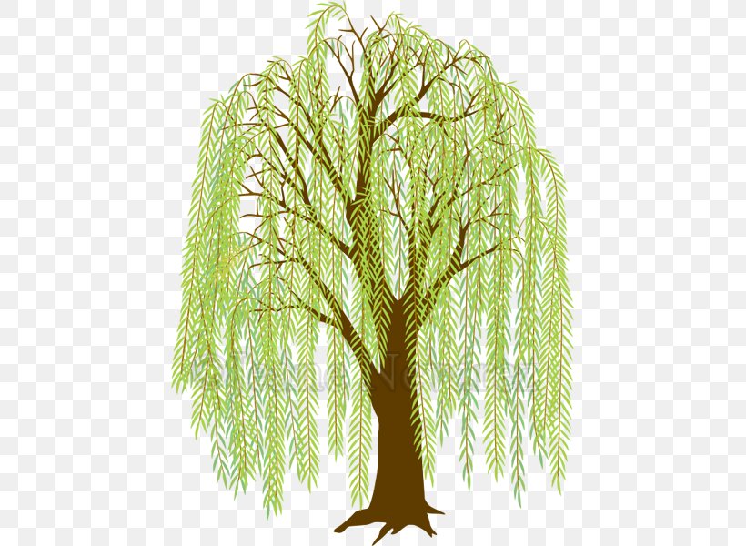 Weeping Willow Drawing Clip Art Tree Image, PNG, 444x600px, Weeping Willow, Art, Branch, Cartoon, Drawing Download Free