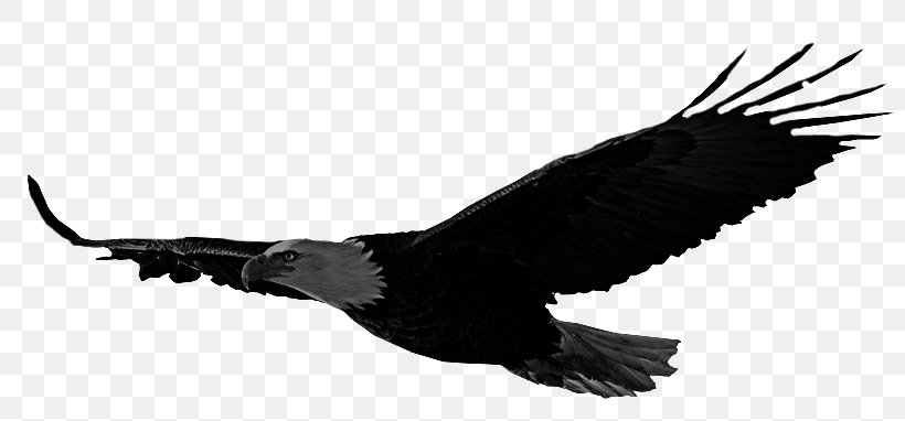 Bald Eagle Bird Accipitriformes Hawk, PNG, 800x382px, Bald Eagle, Accipitriformes, Beak, Bird, Bird Of Prey Download Free