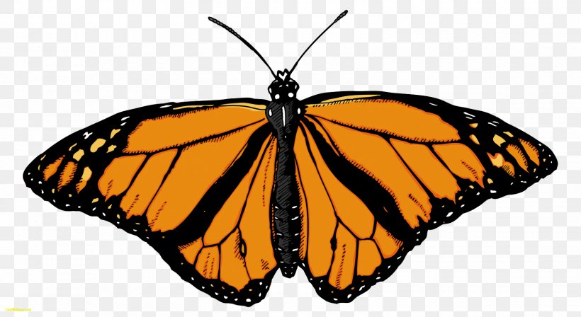 Butterfly Insect Clip Art Image, PNG, 1600x876px, Butterfly, Arthropod, Brush Footed Butterfly, Color, Display Resolution Download Free