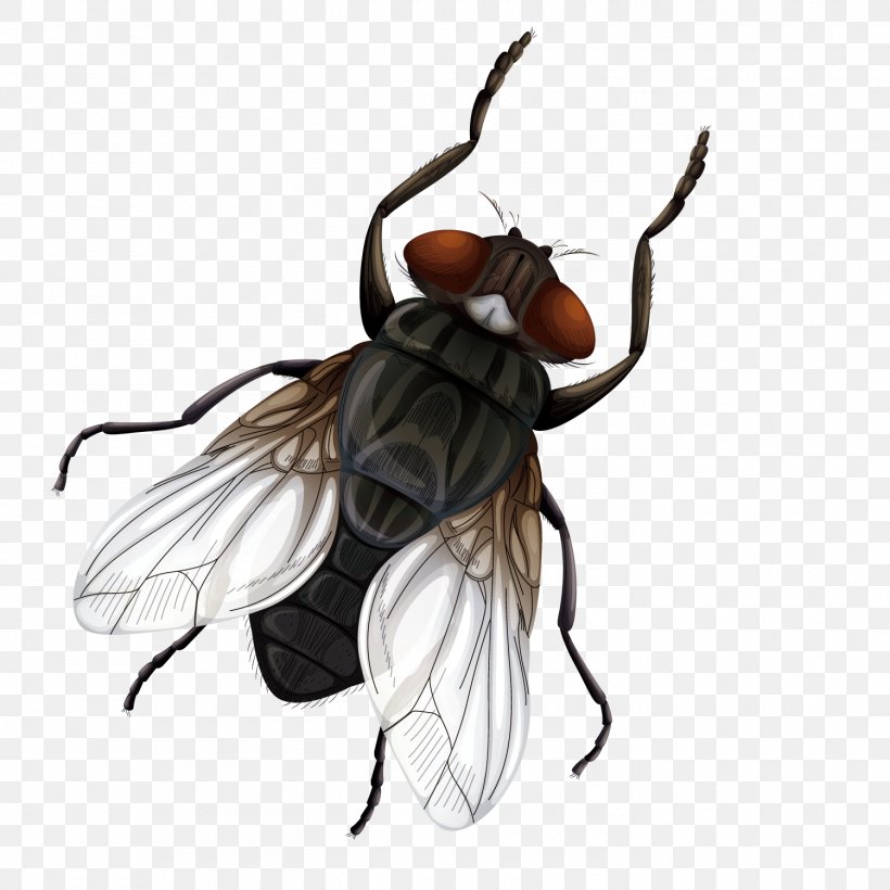 Insect Fly Vecteur Euclidean Vector, PNG, 1500x1500px, Insect, Crus, Fictional Character, Fly, Headgear Download Free