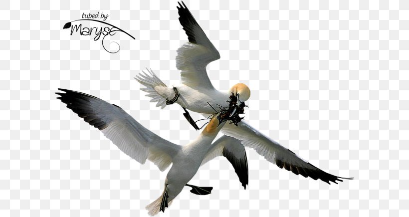 Bird Gannets Beak Clip Art, PNG, 602x435px, Bird, Animal, Beak, Drawing, Fauna Download Free