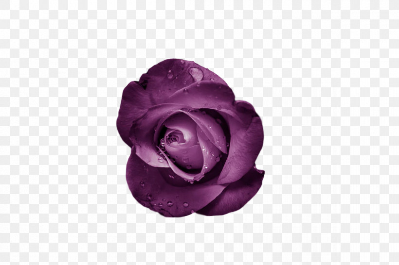 Garden Roses, PNG, 1200x800px, Cut Flowers, Flower, Garden, Garden Roses, Lavender Download Free