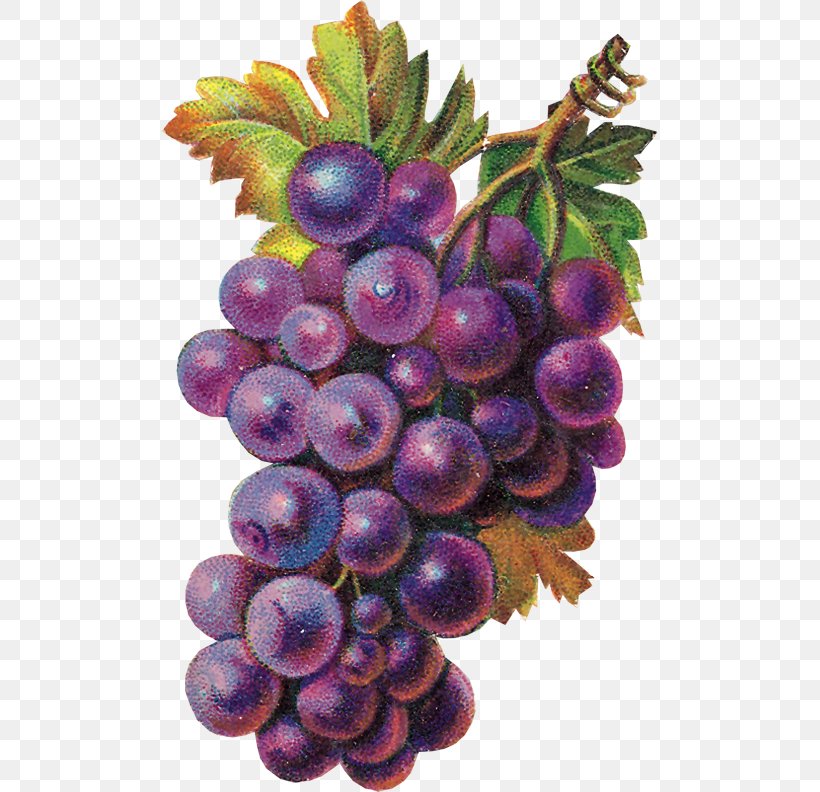 Grape Eucharist Clip Art, PNG, 497x792px, Grape, Berry, Eucharist, Food, Fruit Download Free