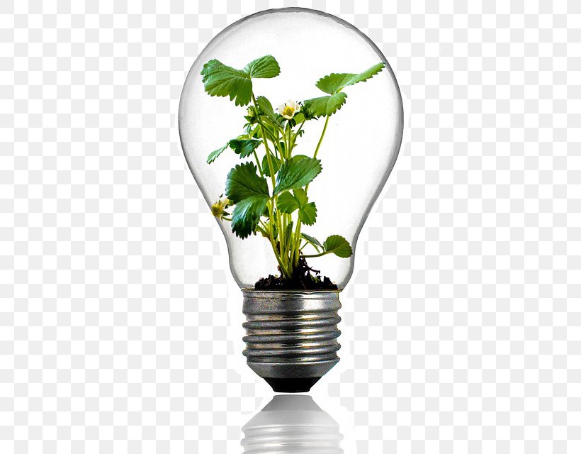 Grow Light Incandescent Light Bulb Plant Full-spectrum Light, PNG, 424x640px, Light, Aquatic Plants, Bulb, Compact Fluorescent Lamp, Flowerpot Download Free