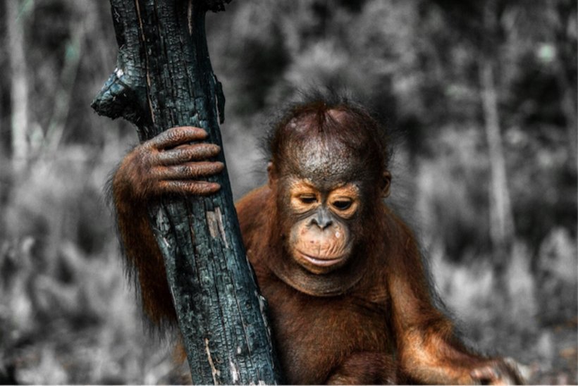 Bornean Orangutan Primate Great Apes Putri River Save The Orangutan, PNG, 1280x856px, Bornean Orangutan, Aggression, Ape, Borneo, Borneo Orangutan Survival Download Free