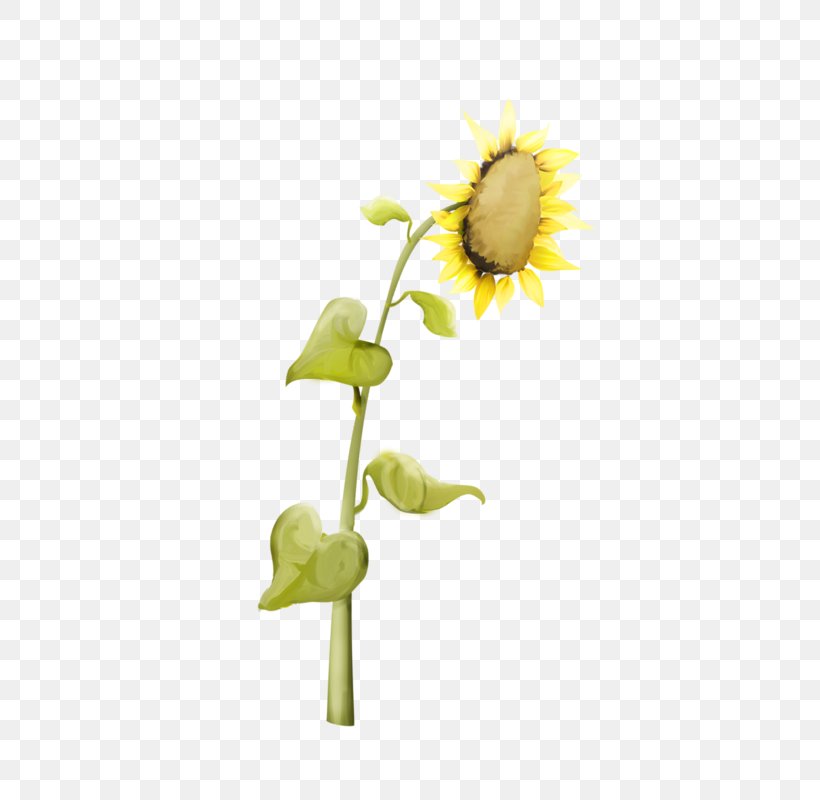 Common Sunflower Daisy Family Perennial Sunflower Sunflower Seed, PNG, 676x800px, Common Sunflower, Common Daisy, Cut Flowers, Daisy Family, Flora Download Free