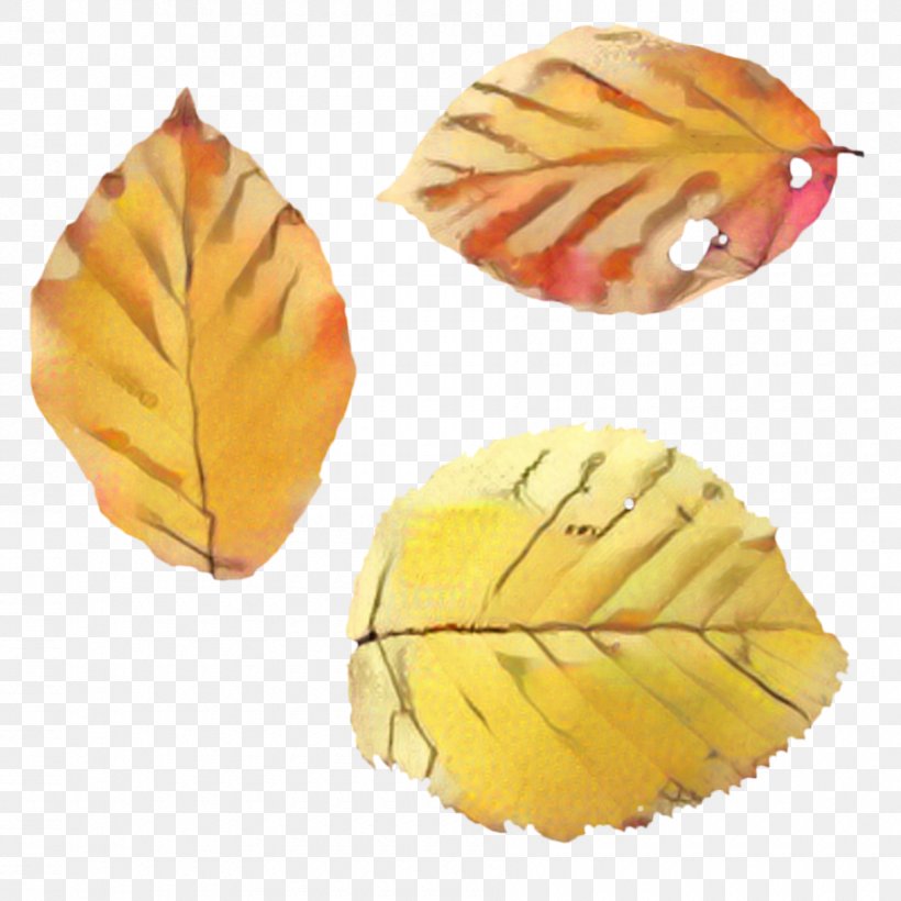 Orange Tree, PNG, 900x900px, Leaf, Beech, Orange, Plant, Tree Download Free