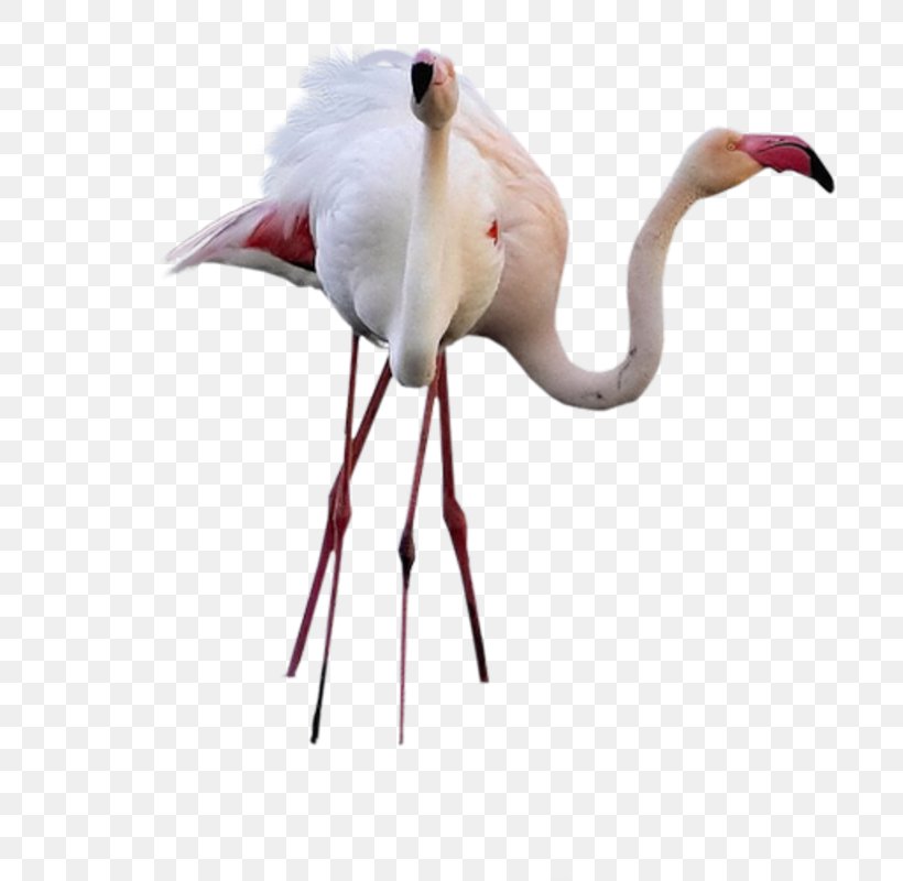 Bird Crane Common Ostrich High Definition Television Wallpaper Png 737x800px 5k Resolution Bird Beak Black Crowned - bird roblox crane pink flamingo png download 24003200