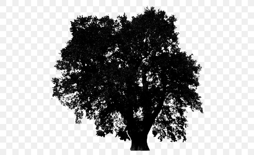 Black & White, PNG, 500x500px, Black White M, Branch, California Live Oak, Oak, Plant Download Free