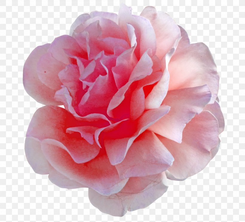 Cut Flowers Pink Centifolia Roses, PNG, 2000x1815px, Flower, Camellia, Centifolia Roses, China Rose, Color Download Free