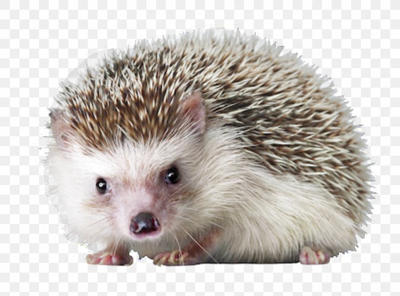 Hedgehog Pet Sea Urchin, PNG, 1200x891px, Atelerix, Animal, Domesticated Hedgehog, Erinaceidae, European Hedgehog Download Free