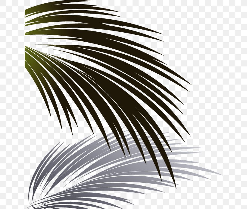 Leaf Coconut Euclidean Vector, PNG, 661x692px, Leaf, Black And White, Coconut, Plant, Template Download Free