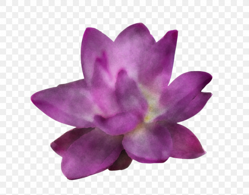 Lotus Flower Summer Flower, PNG, 1569x1233px, Lotus Flower, Flower, Lavender, Magenta Telekom, Petal Download Free