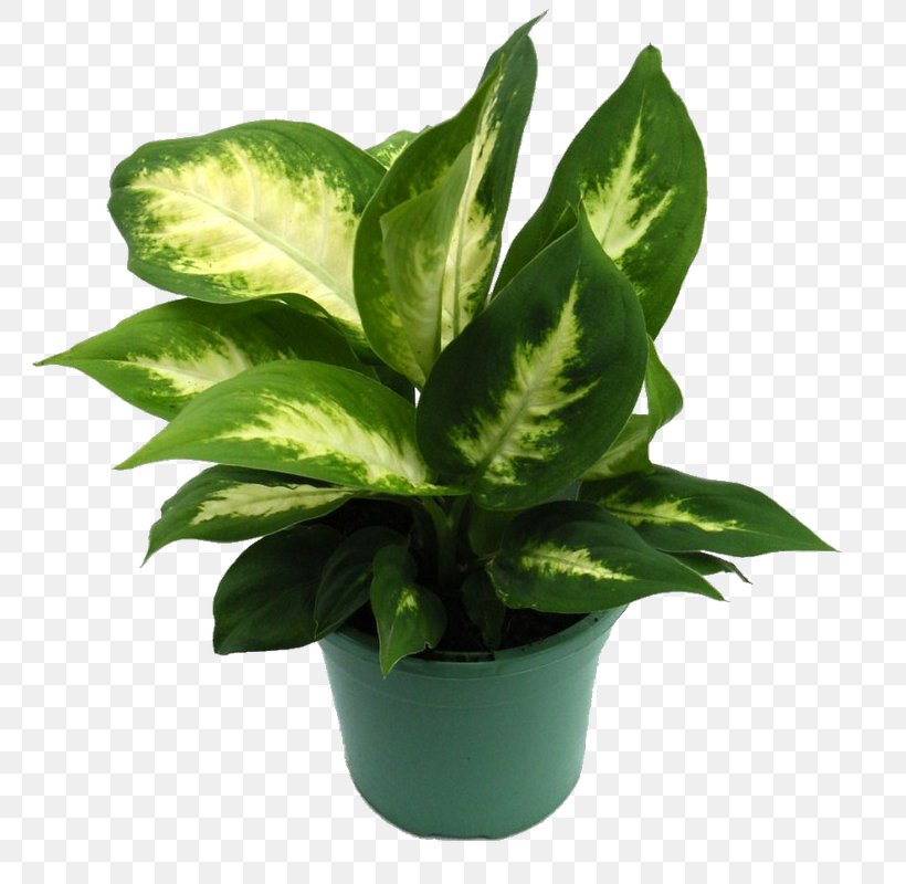 Rubber Fig Houseplant Dieffenbachia Amoena Dracaena Fragrans, PNG, 800x800px, Rubber Fig, Arums, Bunnings Warehouse, Chinese Evergreens, Dieffenbachia Amoena Download Free