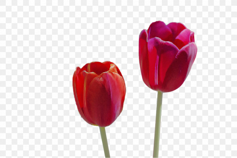 Tulip Flower Petal Red Pink, PNG, 960x640px, Tulip, Bud, Closeup, Cut Flowers, Flower Download Free