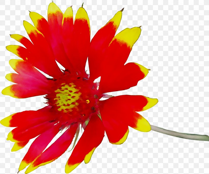 Chrysanthemum Yellow Cut Flowers Annual Plant, PNG, 1332x1110px, Chrysanthemum, Annual Plant, Artificial Flower, Barberton Daisy, Blanket Flowers Download Free
