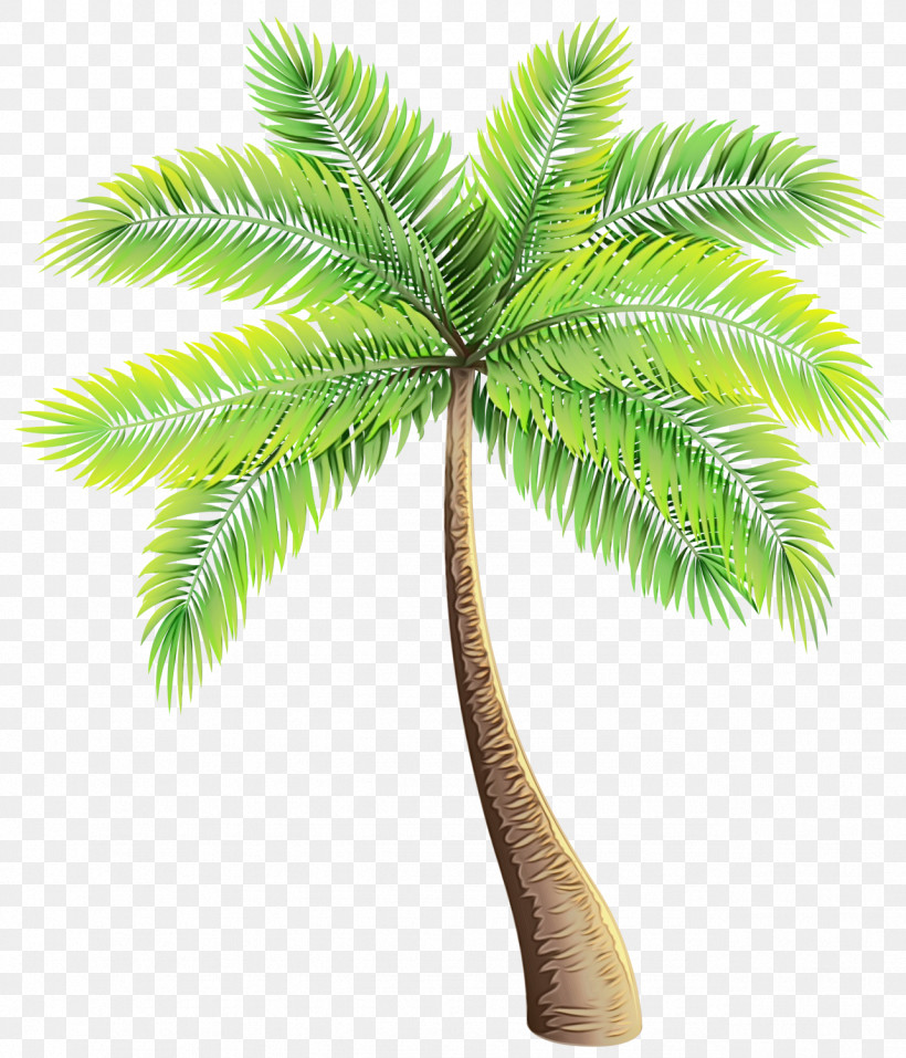 Coconut, PNG, 1284x1500px, Watercolor, Asian Palmyra Palm, Borassus, Cartoon, Coconut Download Free