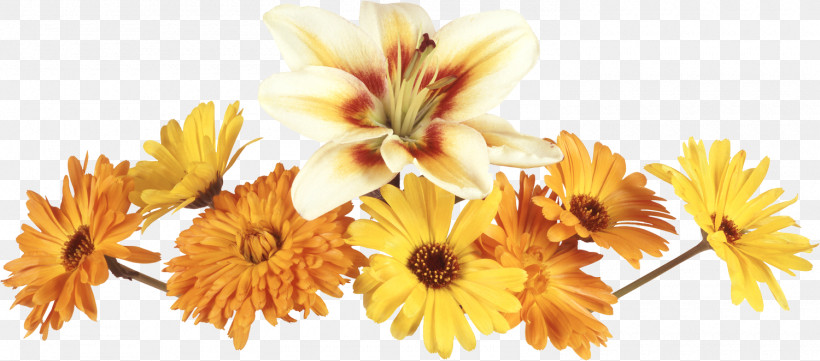 Flower Border Flower Background Floral Line, PNG, 1500x662px, Flower Border, Calendula, Cut Flowers, English Marigold, Floral Line Download Free