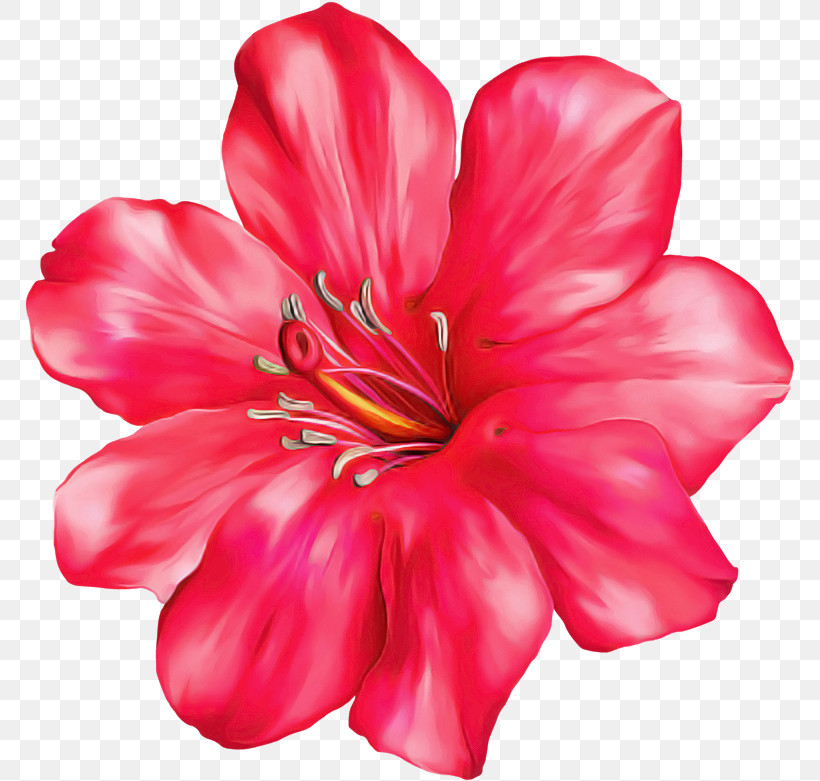 Petal Flower Pink Red Plant, PNG, 770x781px, Petal, Flower, Geraniaceae, Geraniales, Geranium Download Free