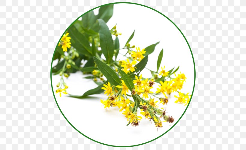 Solidago Virgaurea Herb Cornflower Dill Tarragon, PNG, 500x500px, Solidago Virgaurea, Cornflower, Dill, Flower, Food Download Free