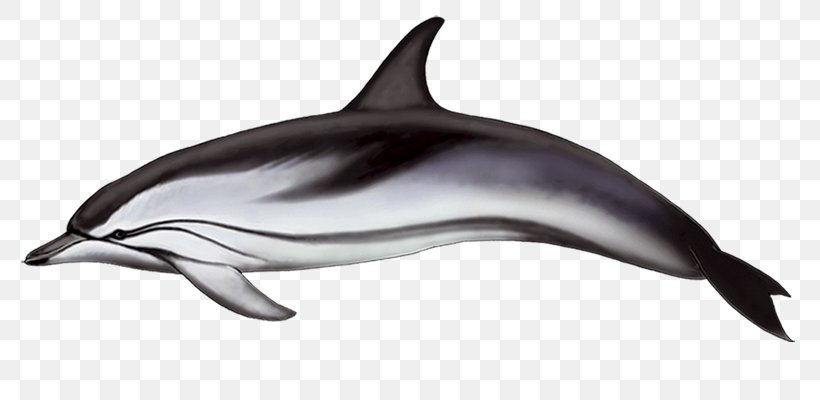 Spinner Dolphin Common Bottlenose Dolphin Striped Dolphin Short-beaked Common Dolphin Rough-toothed Dolphin, PNG, 800x400px, Spinner Dolphin, Bottlenose Dolphin, Common Bottlenose Dolphin, Dolphin, Fauna Download Free