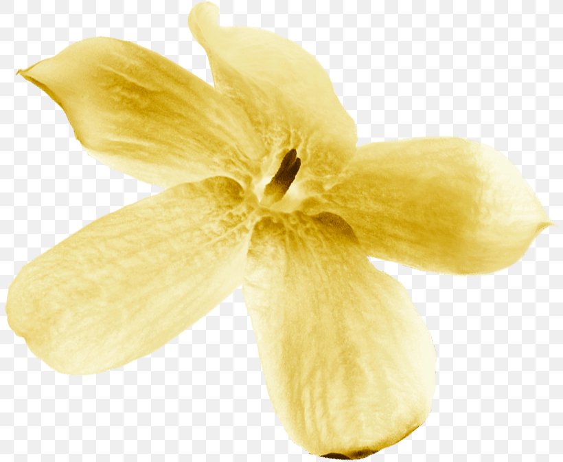 Close-up, PNG, 810x672px, Closeup, Flower, Petal, Yellow Download Free