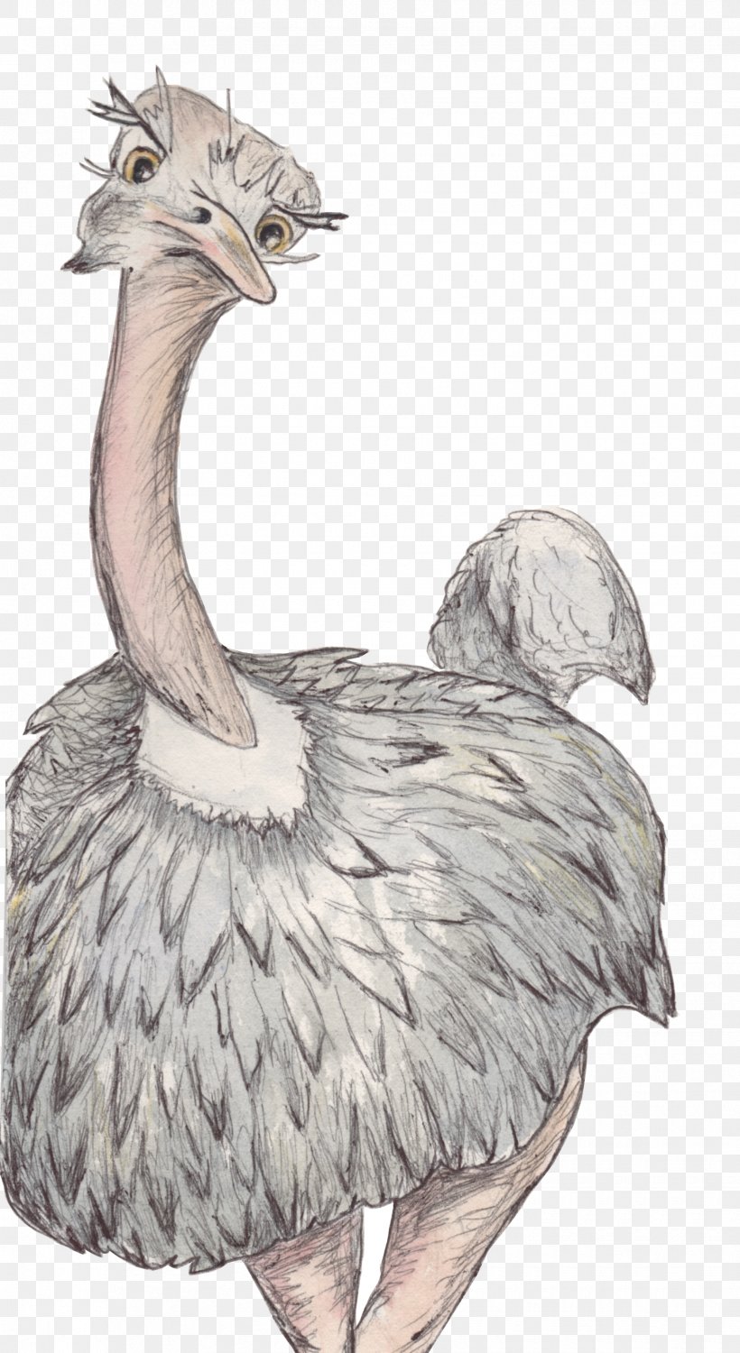 Common Ostrich Flightless Bird Crane Ratite, PNG, 1835x3358px, Common Ostrich, Animal, Beak, Bird, Crane Download Free
