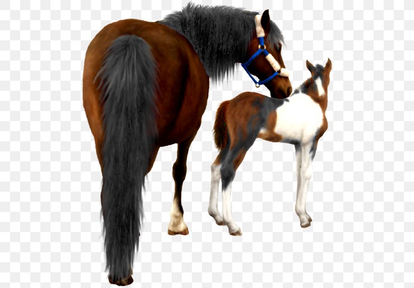 Mustang Foal Stallion Halter Colt, PNG, 500x571px, Mustang, Bridle, Colt, Foal, Fur Download Free