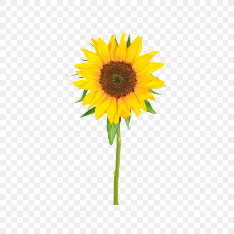 Common Sunflower Yellow Painting, PNG, 1000x1000px, Common Sunflower, Color, Cut Flowers, Daisy Family, Depositphotos Download Free