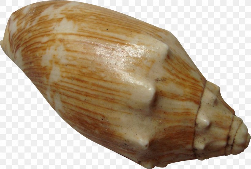 Seashell Sea Snail Gratis, PNG, 1817x1229px, Seashell, Brown, Clams Oysters Mussels And Scallops, Conch, Conchology Download Free