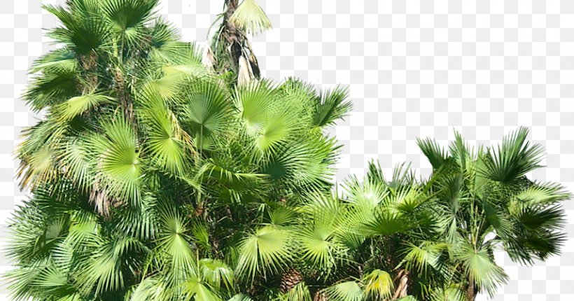 Arecaceae Everglades Palms Subtropics, PNG, 856x449px, Arecaceae, Arborvitae, Areca Palm, Branch, Conifer Download Free