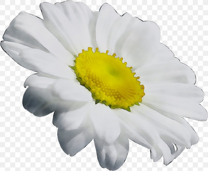 Chrysanthemum Oxeye Daisy Transvaal Daisy Daisy Family Annual Plant, PNG, 1289x1061px, Chrysanthemum, Annual Plant, Camomile, Chamaemelum Nobile, Chamomile Download Free