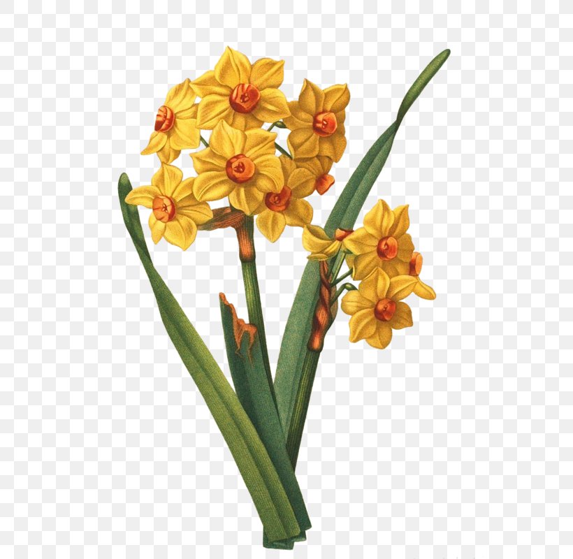 Daffodil Tile Flower Gottorfer Codex Design, PNG, 564x800px, Daffodil, Amaryllis Family, Botany, Ceramic, Cut Flowers Download Free