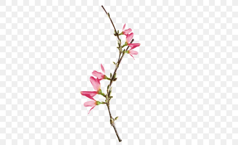 Pink Flower, PNG, 500x500px, Pink, Blossom, Branch, Bud, Cherry Blossom Download Free