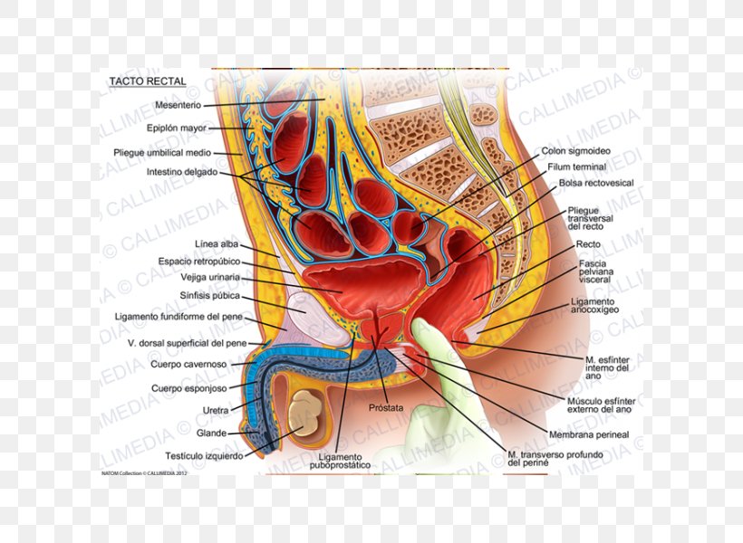 Rectum Rectal Examination Prostate Sigmoid Colon Prostatitis, PNG, 600x600px, Watercolor, Cartoon, Flower, Frame, Heart Download Free